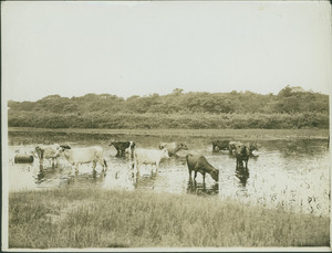 Watering the cows, Provincetown, Mass., undated