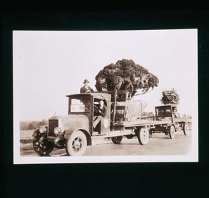 Trucks delivering trees to Riegel Point, Fairfield, Conn., undated