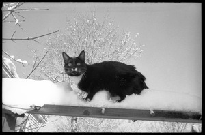 Tuxedo cat standing atop a post after a heavy snow