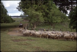 Herding sheep