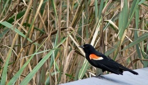 Red winged blackbird (male) perched on a railing near a patch of reeds, Wellfleet Bay Wildlife Sanctuary