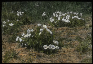 Oenothera sp. (white flowers on dry soil)