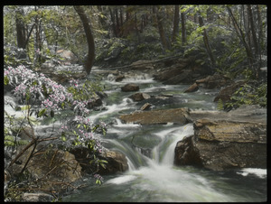 Laurel, Leverett (vegetation beside fast flowing stream)