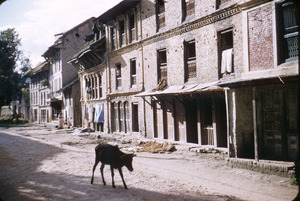 Calf wanders down a street in Kathmandu