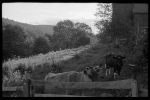 Cows (Jersey in front) in a pen by the barn, Montague Farm Commune