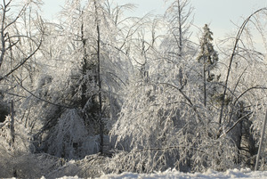 Thick ice accumulation and damage to trees