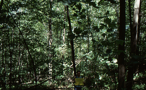 Birch Strips - White Birch Regeneration Study - White Birch Study Area. Strip Treatment Plot 2D. Landscape orientation.