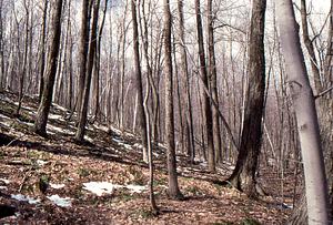 Birch Strips - White Birch Regeneration Study - White Birch Study Area. Isolation Strip 3.5