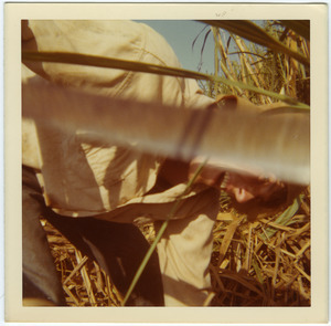 Jamie Lasalle cutting cane (close-up)
