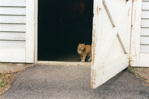Goldie at the side door to the Horse Barn