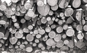 Close-up of woodpile