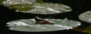 American bullfrog (?) tadpole with legs developed, sitting on a lily pad, Wellfleet Bay Wildlife Sanctuary