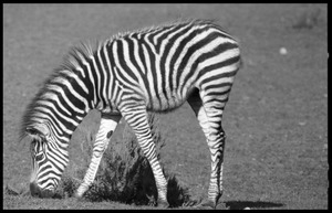 Three-month old zebra grazing at the Roger Williams Park Zoo