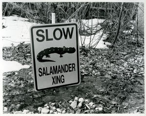 Salamander crossing