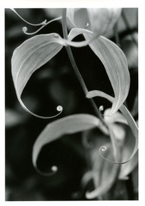 Spiral tendrils: Lincoln Park Conservatory