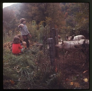 Children looking at pigs in a sty, Montague Farm Commune