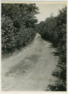 Road to Civilian Conservation Corps camp before work commenced, Harold Parker State Forest