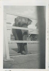 Elephant behind fence