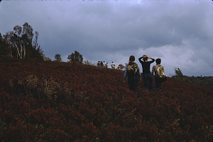 Students on Biology 201 Lab Field trip to Plot 1205 heath in Hopkins Forest.
