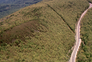 Aerial oblique view Taconic Trail (MA Route 2) on 28 May 1972 in the Hopkins Forest.