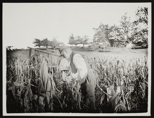 Samuel Payne in cornfield, York, Maine
