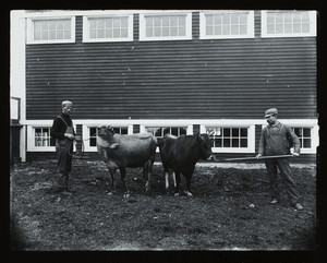 Two men and cows in front of a farm building, location unknown, undated
