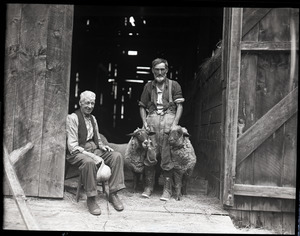 Uncle John Brooks and two sheep, with Ephrem Weston preparing for sheep shearing