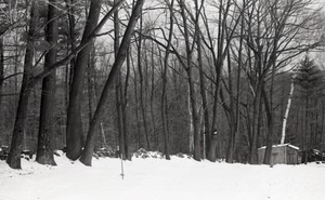 Snowy woods with shed and woodpile