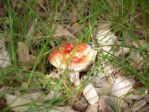 Mushroom (Russula?) in the woods, Wellfleet Bay Wildlife Sanctuary