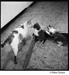 Project cats