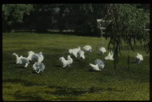 Garden (fan tailed doves on lawn)
