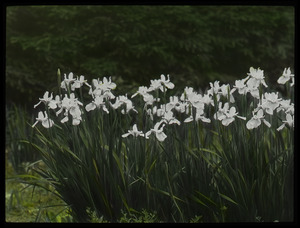 Siberian iris, Waugh garden