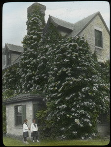 Hydrangea petiolaris, Amherst (Hydrangea petiolaris on Amherst house by two girls)