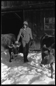 Cows and Nina Keller by the barn in winter, Montague Farm commune