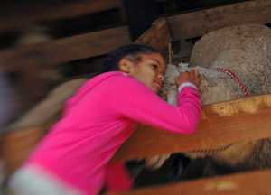 Franklin County Fair: Girl hugging a sheep