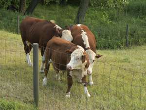 Hereford cattle behind a wire fence, Hatfield, Mass.