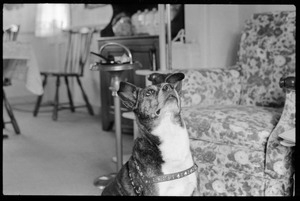 Unidentified dog, looking up intently