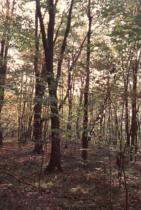 U.S. Forest Service conifer plantation north of Lower Loop Trail.