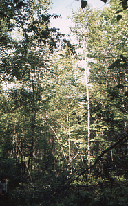 Taber Allison in the Birch Strips - strip 4.