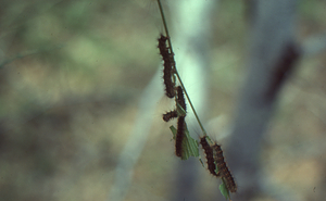 Gypsy moth larvae stripping beech leaves.