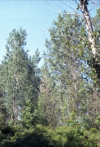 U.S. Forest Service hybrid poplar sapling clonal test plantation GP-09-49.
