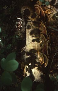 Artist conk Ganoderma applanatum releasing spores in U.S. Dept. Interior Acid Rain, Acid Soils Study. Paper birch site,