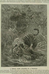 A Bengal tiger attacked by a crocodile