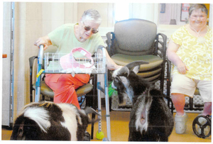 Pygmy goats visit Windemere