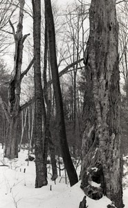 Tree trunks in snow-covered woods