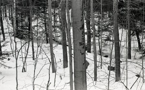 Tree trunks and stream in snow-covered woods