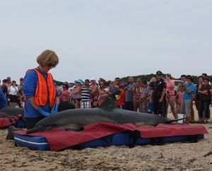 International Fund for Animal Welfare volunteer cares for stranded dolphins lying on cushions near the water, with crowd looking on