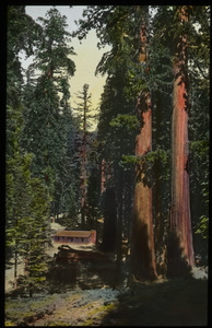 California Redwoods next to cabin
