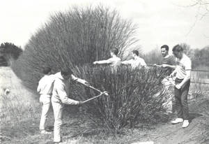 Trimming Hedges for Work Week (c. 1965-1969)