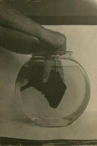 Drowned rat from Dr. Peter V. Karpovich's study on Water in the Lungs of Drowned Animals (1933)